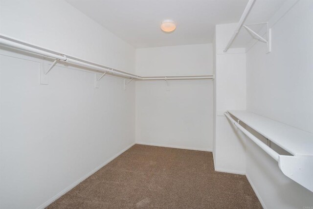 walk in closet with carpet flooring