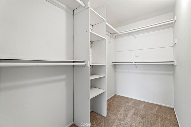 spacious closet featuring carpet flooring