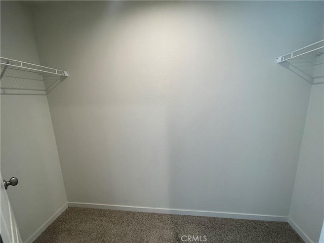 spacious closet featuring carpet floors