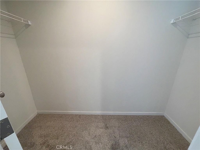 spacious closet featuring carpet flooring