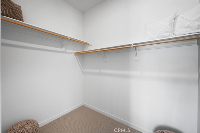 walk in closet with carpet flooring