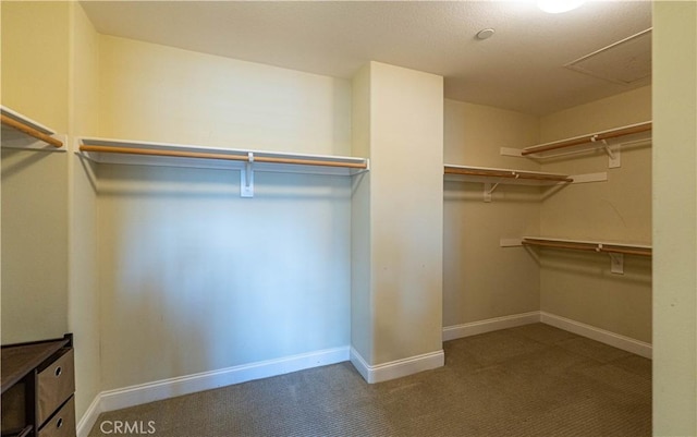 spacious closet with carpet floors