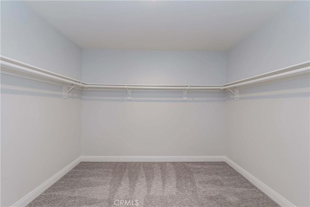 spacious closet featuring carpet floors