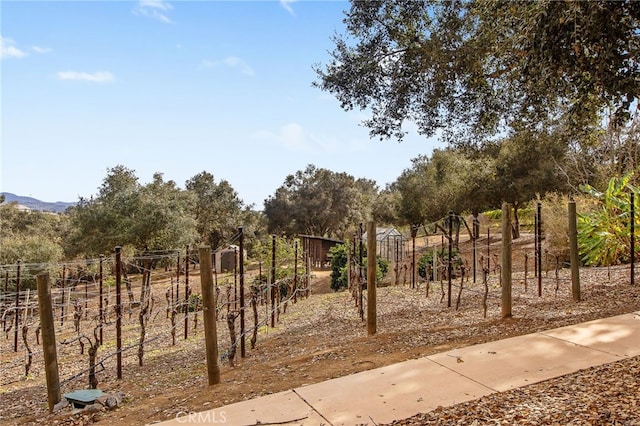 3221 Integrity Way, Fallbrook, CA 92028 - view of yard