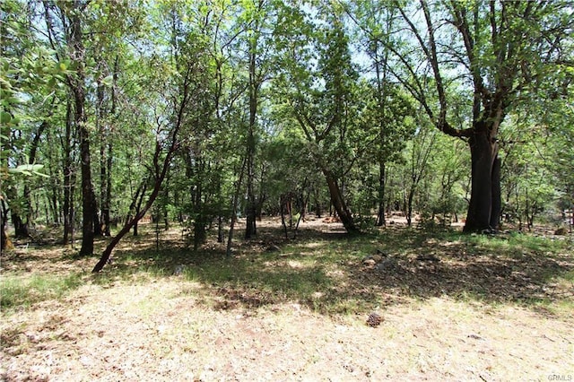 view of local wilderness with a forest view