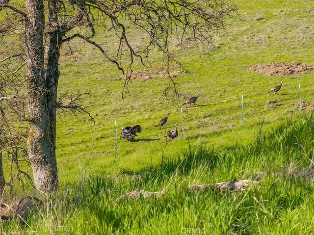 view of local wilderness