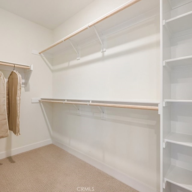 walk in closet with carpet floors