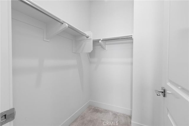 walk in closet featuring carpet floors