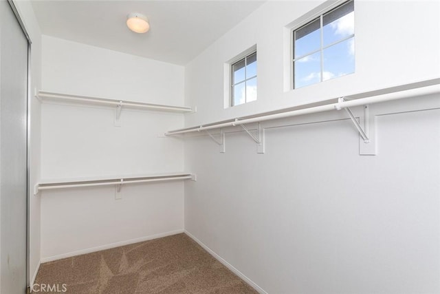 walk in closet featuring carpet