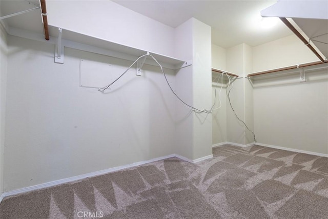 spacious closet featuring carpet floors