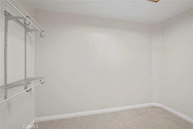 walk in closet featuring carpet floors