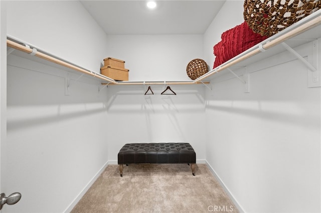 walk in closet with carpet floors