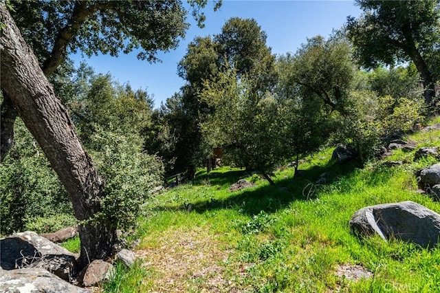view of local wilderness