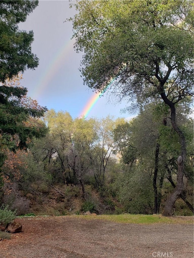 view of local wilderness