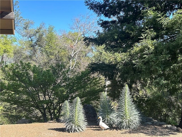 view of local wilderness
