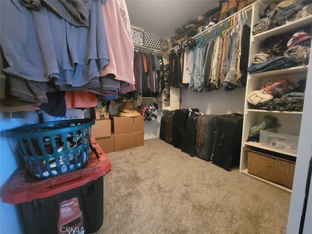 walk in closet featuring carpet floors
