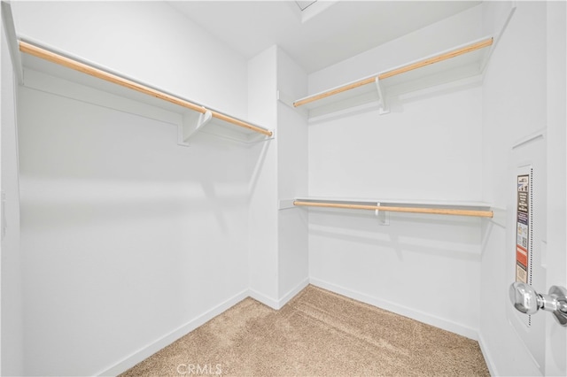 spacious closet featuring carpet floors