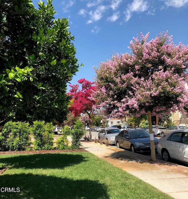 544 Salem St, Glendale, CA 91203 - view of yard