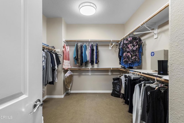 spacious closet featuring carpet floors