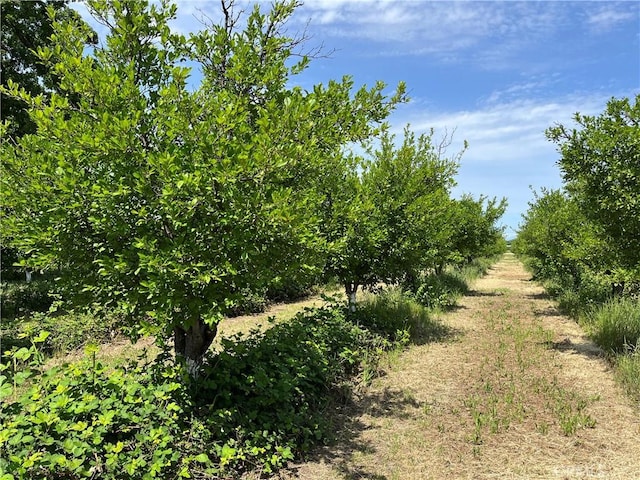 11122 Schafer Ave, Los Molinos, CA 96055 - view of local wilderness