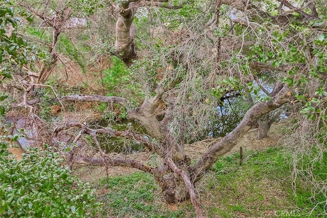 view of local wilderness