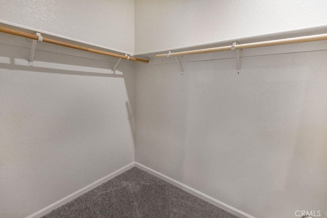 walk in closet featuring carpet flooring