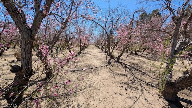 view of nature