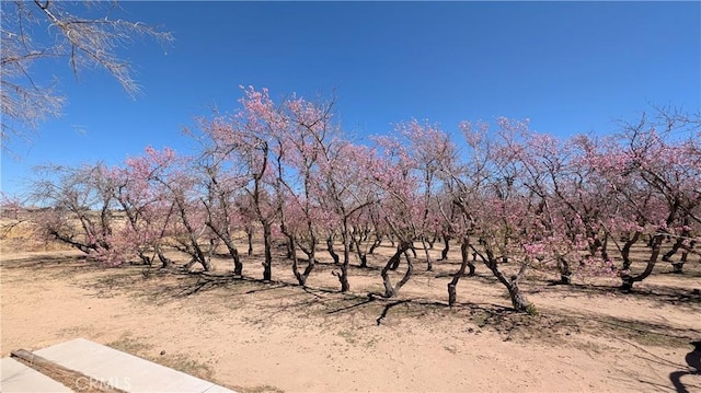 view of nature