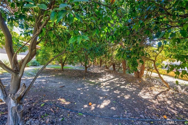2001 Hacienda Rd, La Habra Heights, CA 90631 - view of yard