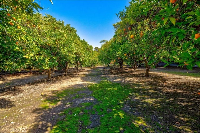 2001 Hacienda Rd, La Habra Heights, CA 90631 - view of yard with a rural view and agricultural plots