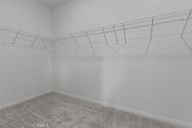 walk in closet featuring carpet flooring