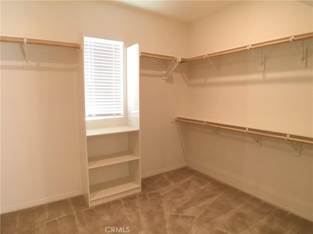 walk in closet featuring carpet floors