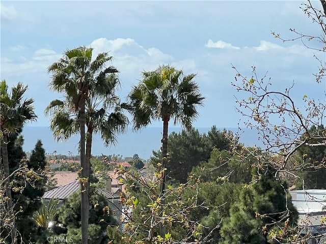 view of local wilderness