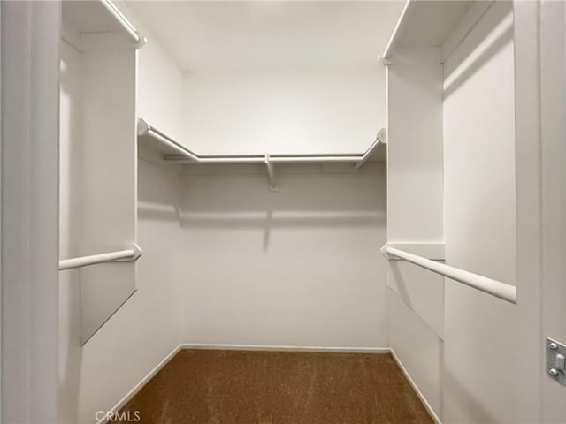 spacious closet featuring carpet