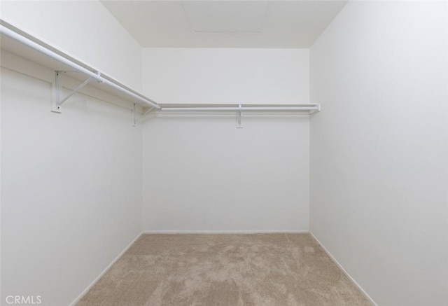 walk in closet featuring carpet