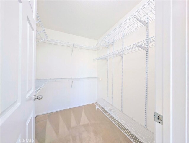 walk in closet featuring carpet