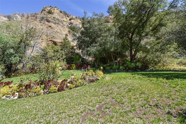 2447 Stonyvale Rd, Tujunga, CA 91042 - view of green lawn