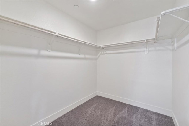 spacious closet featuring carpet floors