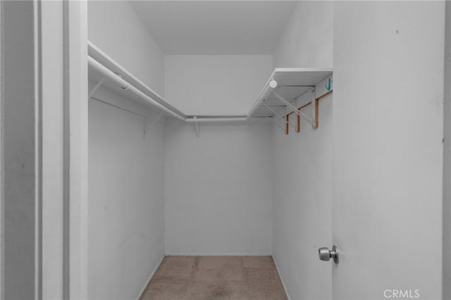 walk in closet with carpet floors