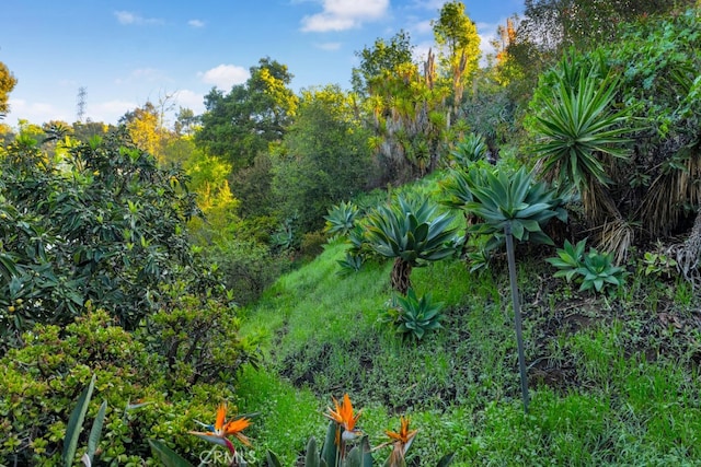 view of local wilderness