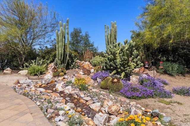 16270 Pauma Valley Dr, Pauma Valley, CA 92061 - view of yard