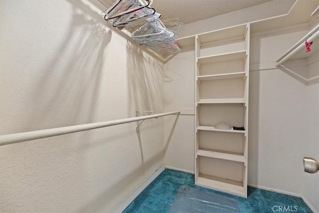 walk in closet with carpet floors