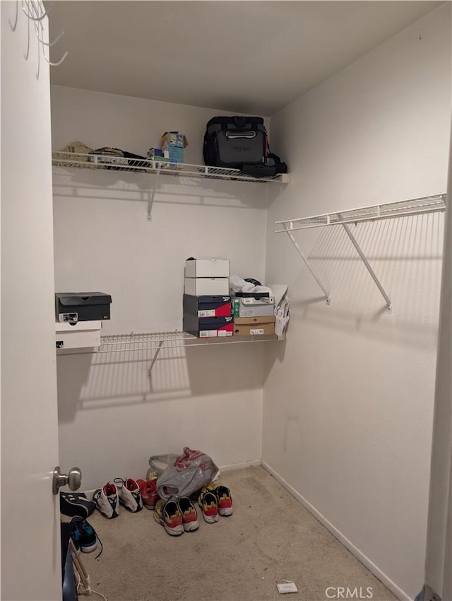 walk in closet with carpet flooring