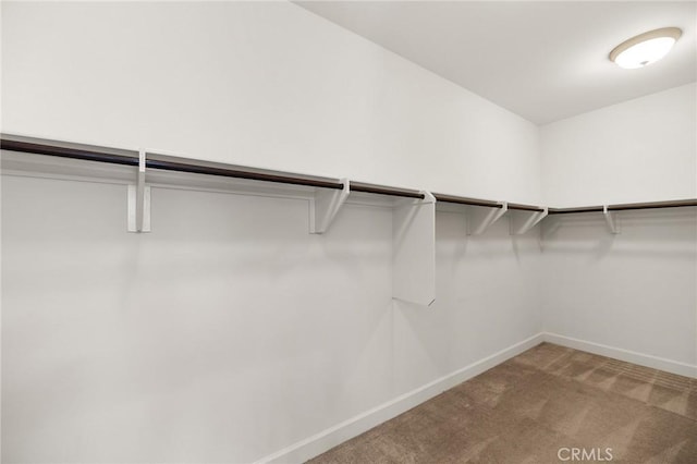 walk in closet featuring carpet floors