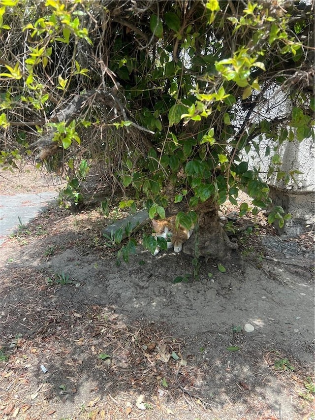 8601 International Ave Unit 265, Canoga Park, CA 91304 - view of local wilderness