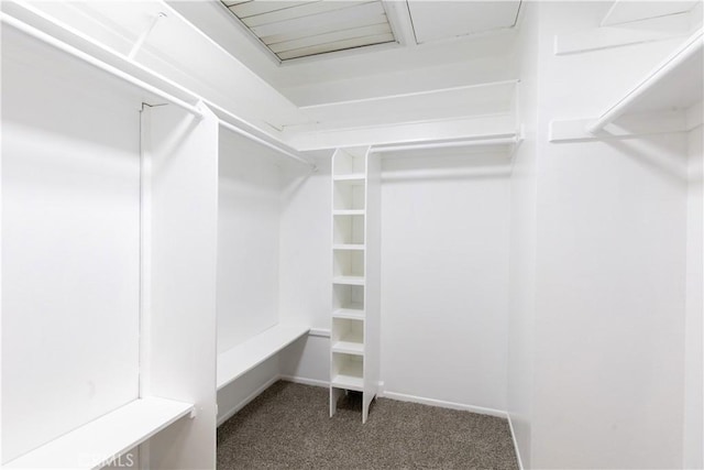 spacious closet featuring carpet floors