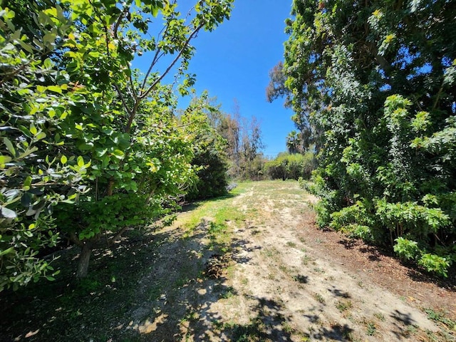 554 Taylor St, Vista, CA 92084 - view of yard
