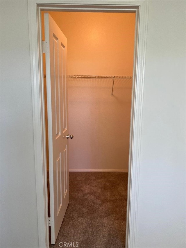 spacious closet featuring carpet flooring
