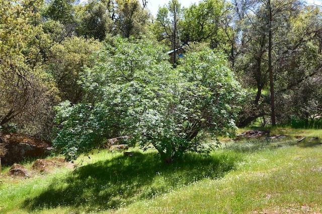 44410 Quail Ct, Coarsegold, CA 93614 - view of nature with a view of trees