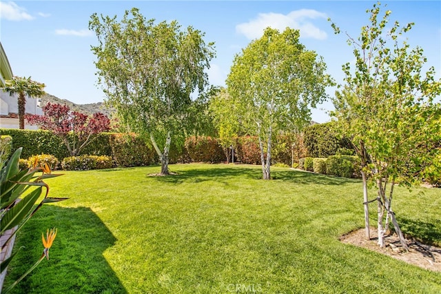 22316 Bear Creek Dr S, Murrieta, CA 92562 - view of yard